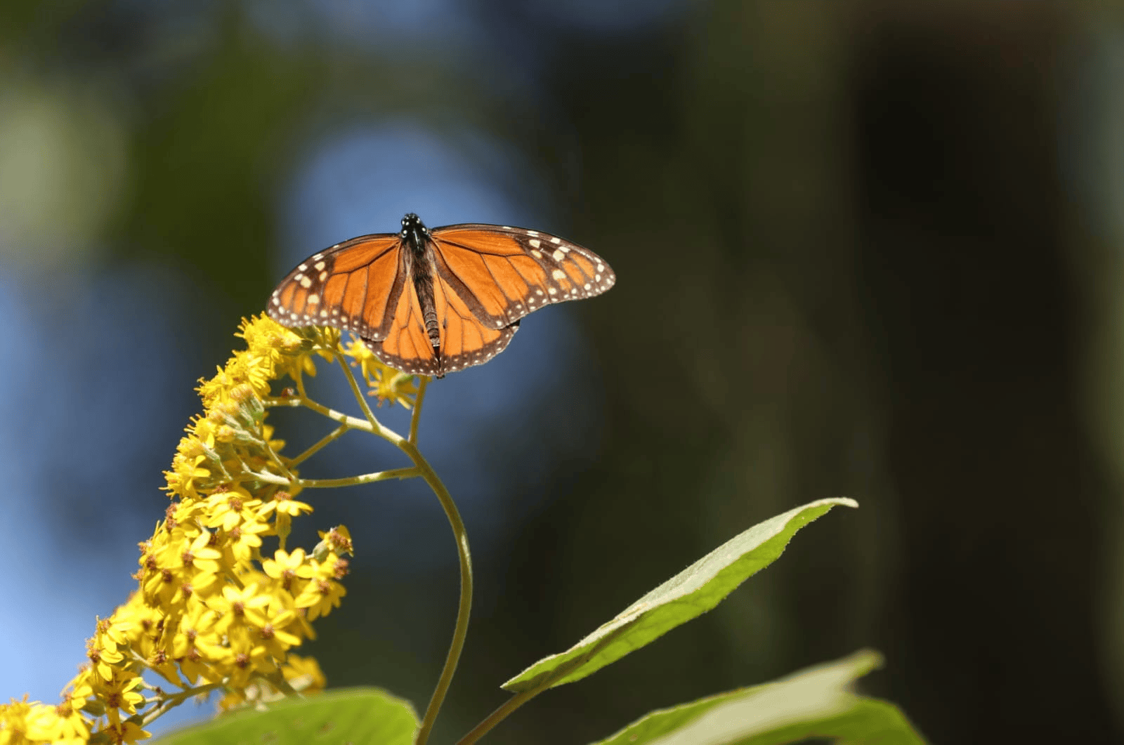 El arribo de la Mariposa Monarca al Edoméx inició en los últimos días de octubre, por ello los municipios se preparan para recibirlas