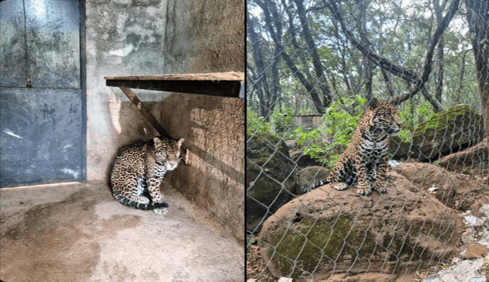 Rescatan un jaguar en cateo federal en Jilotepec. El felino estaba en cautiverio ilegal y es una especie en peligro de extinción protegida por la ley.