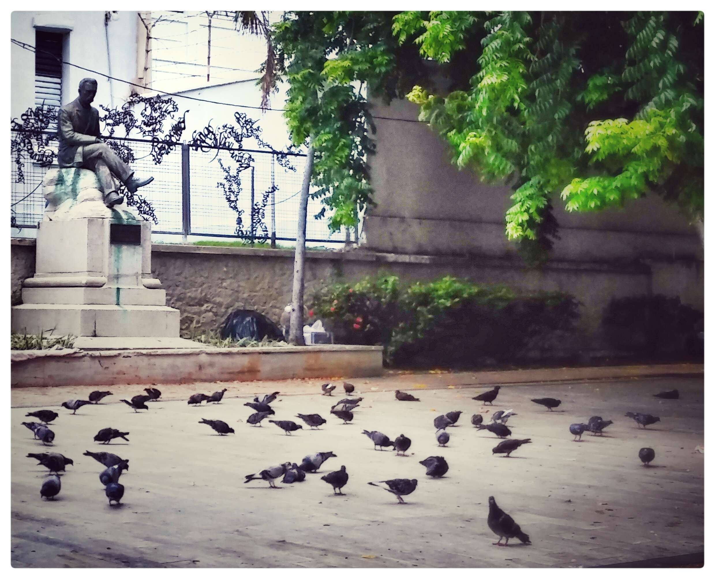 Palomas fuera de control