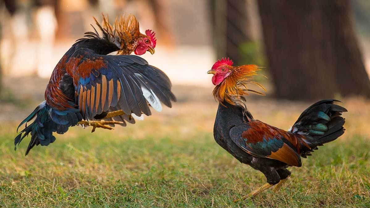 Prohibido jugar gallos