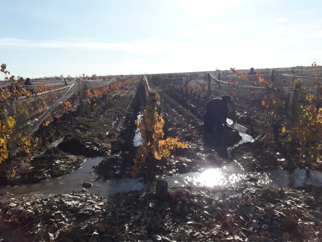 Bodegas pequeñas consiguieron financiamiento gubernamental para mejorar sus producciones