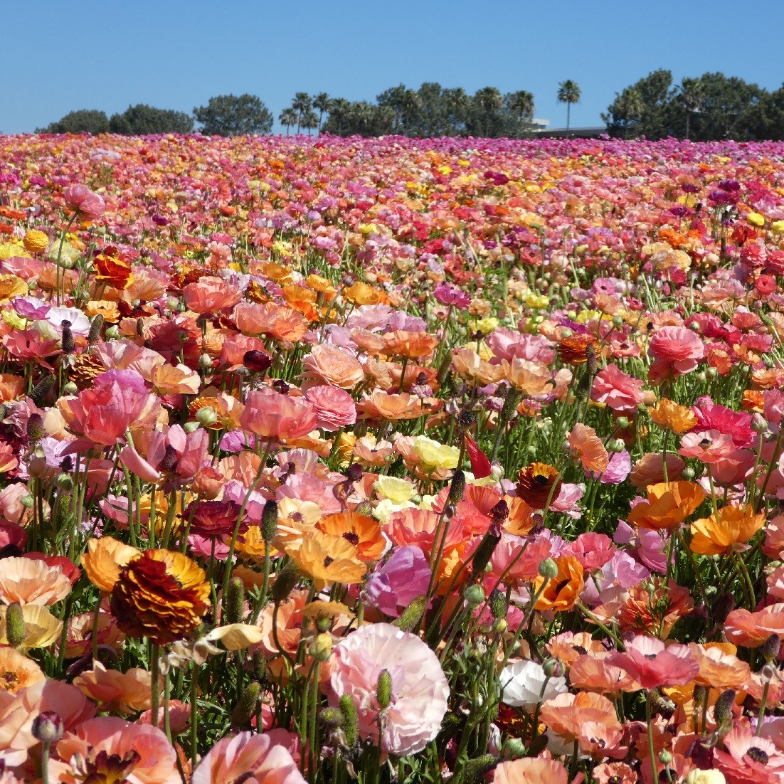 flower fields15 (2)
