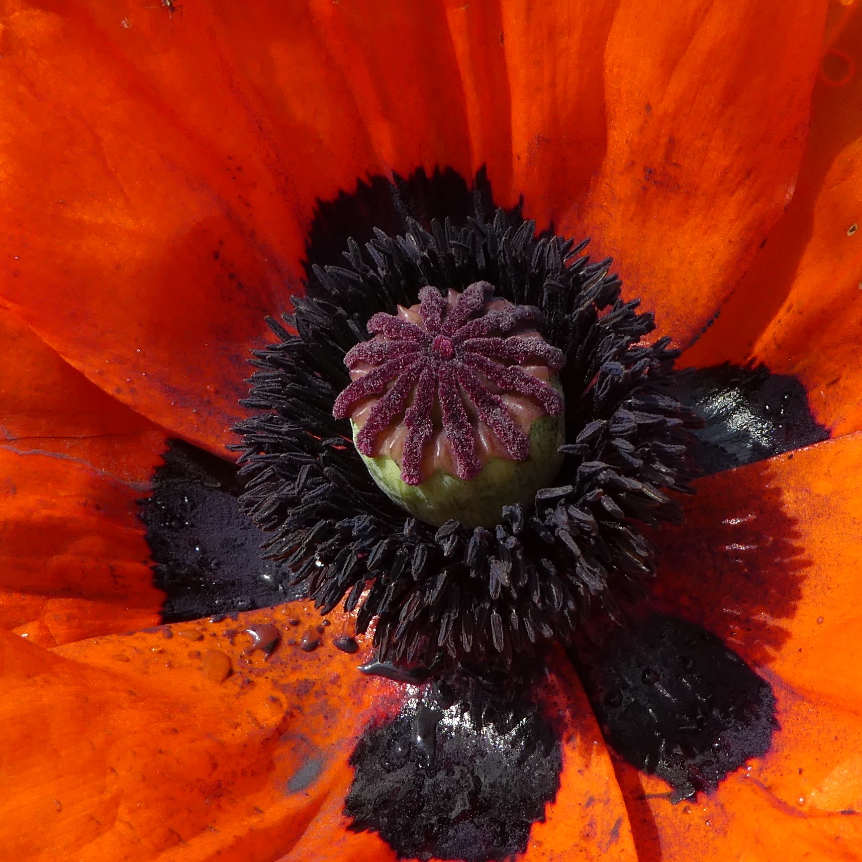 poppy (2)