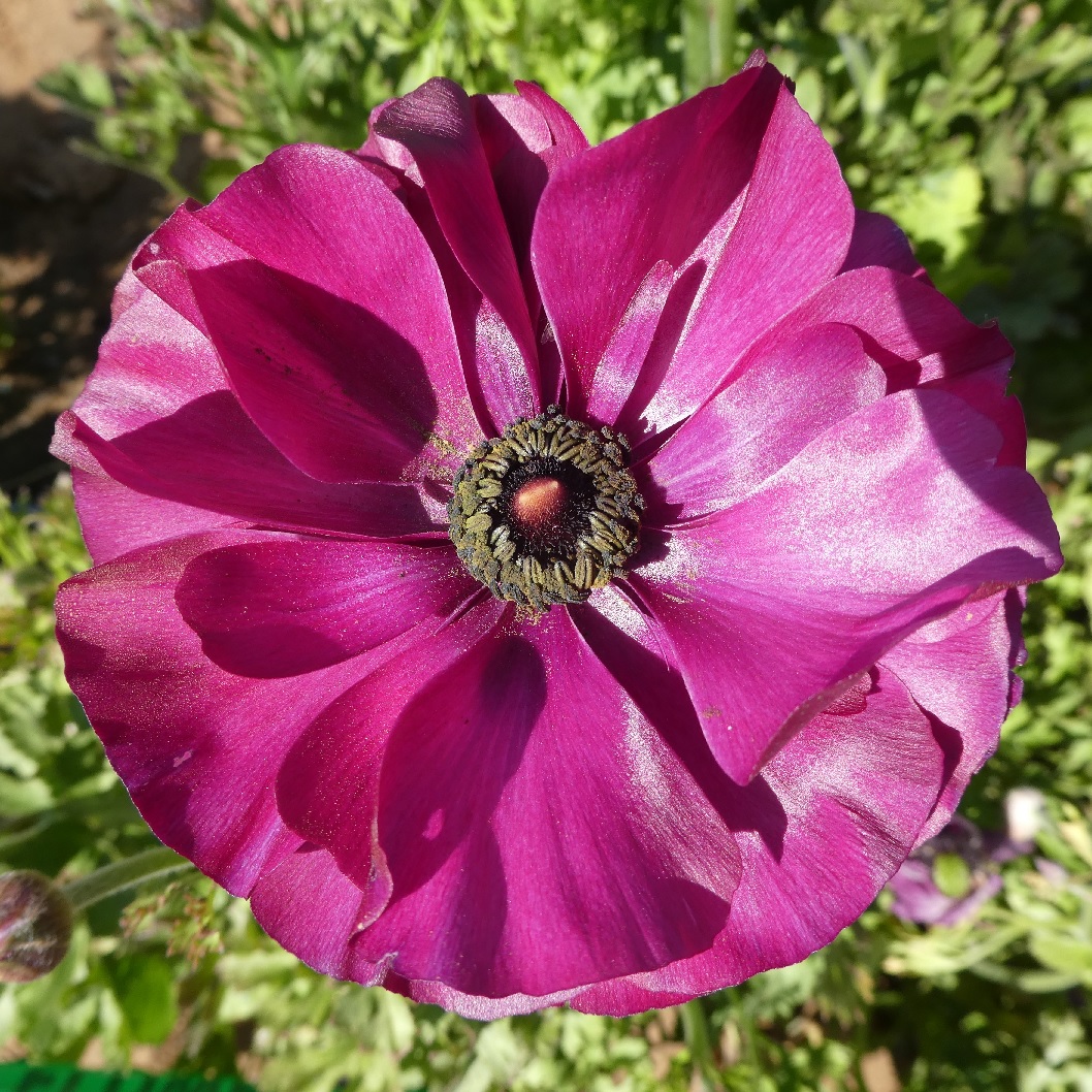 ranunculus1