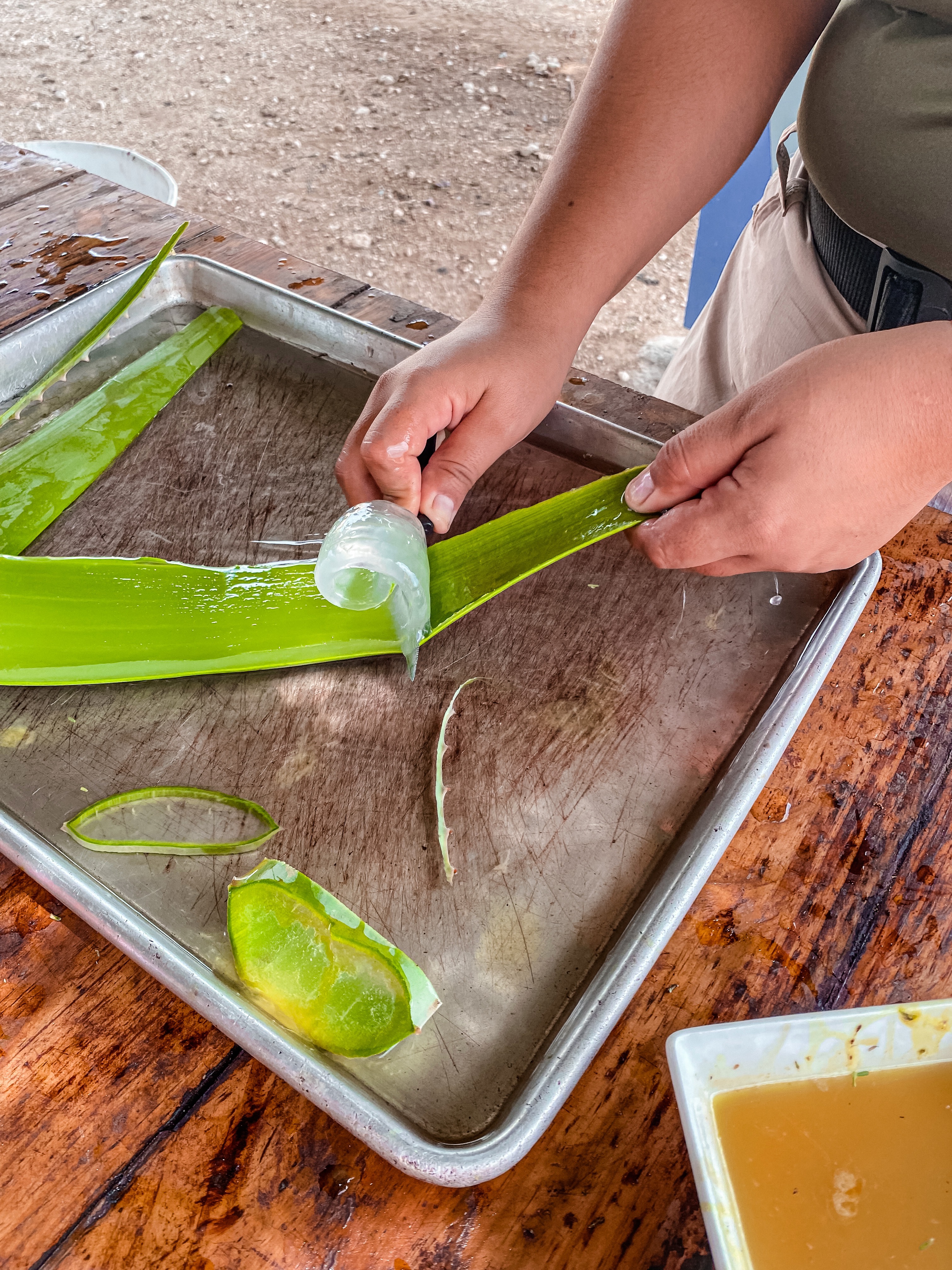 Fábrica Aloe Vera