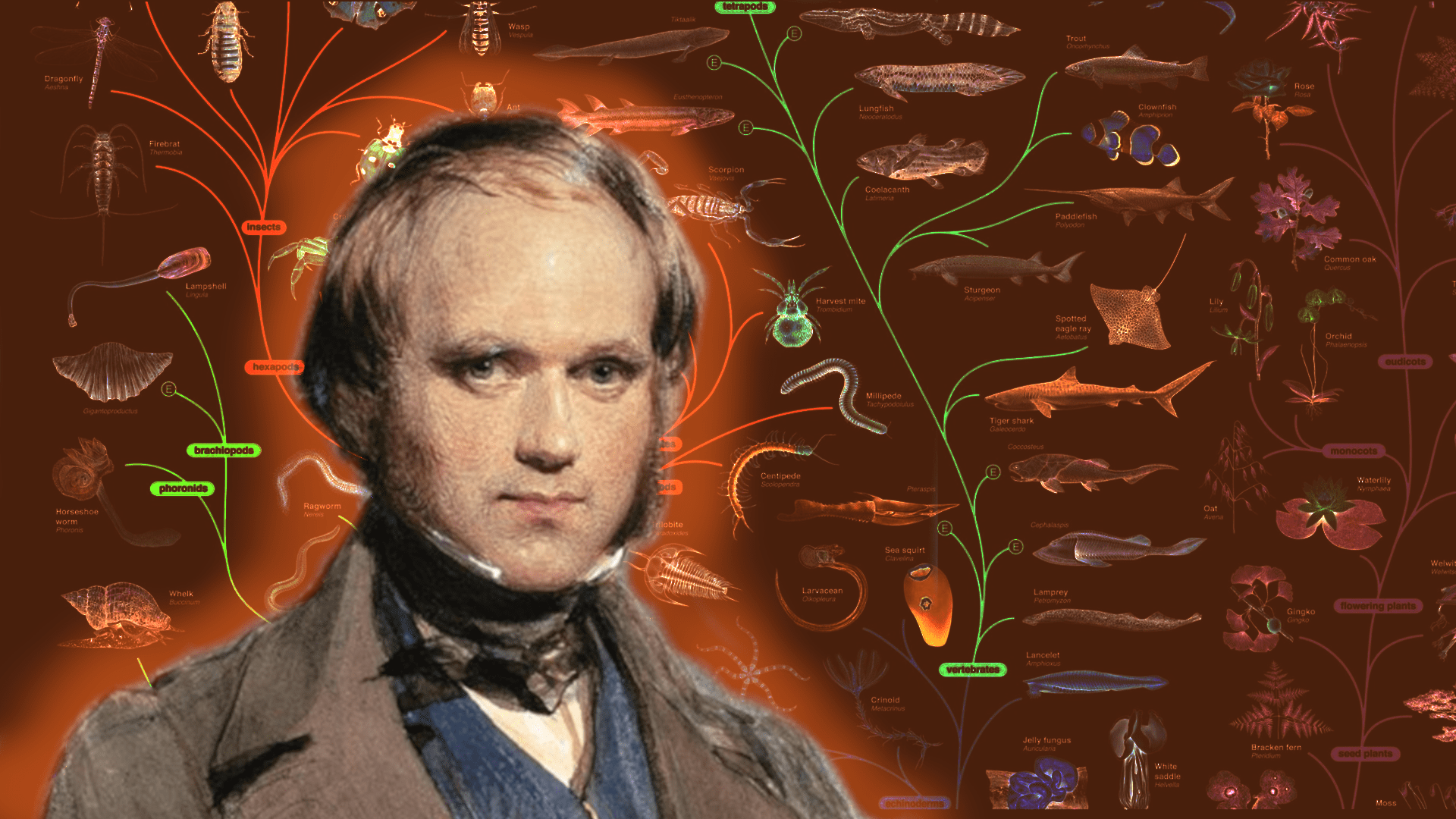 Il taccuino perduto di Darwin