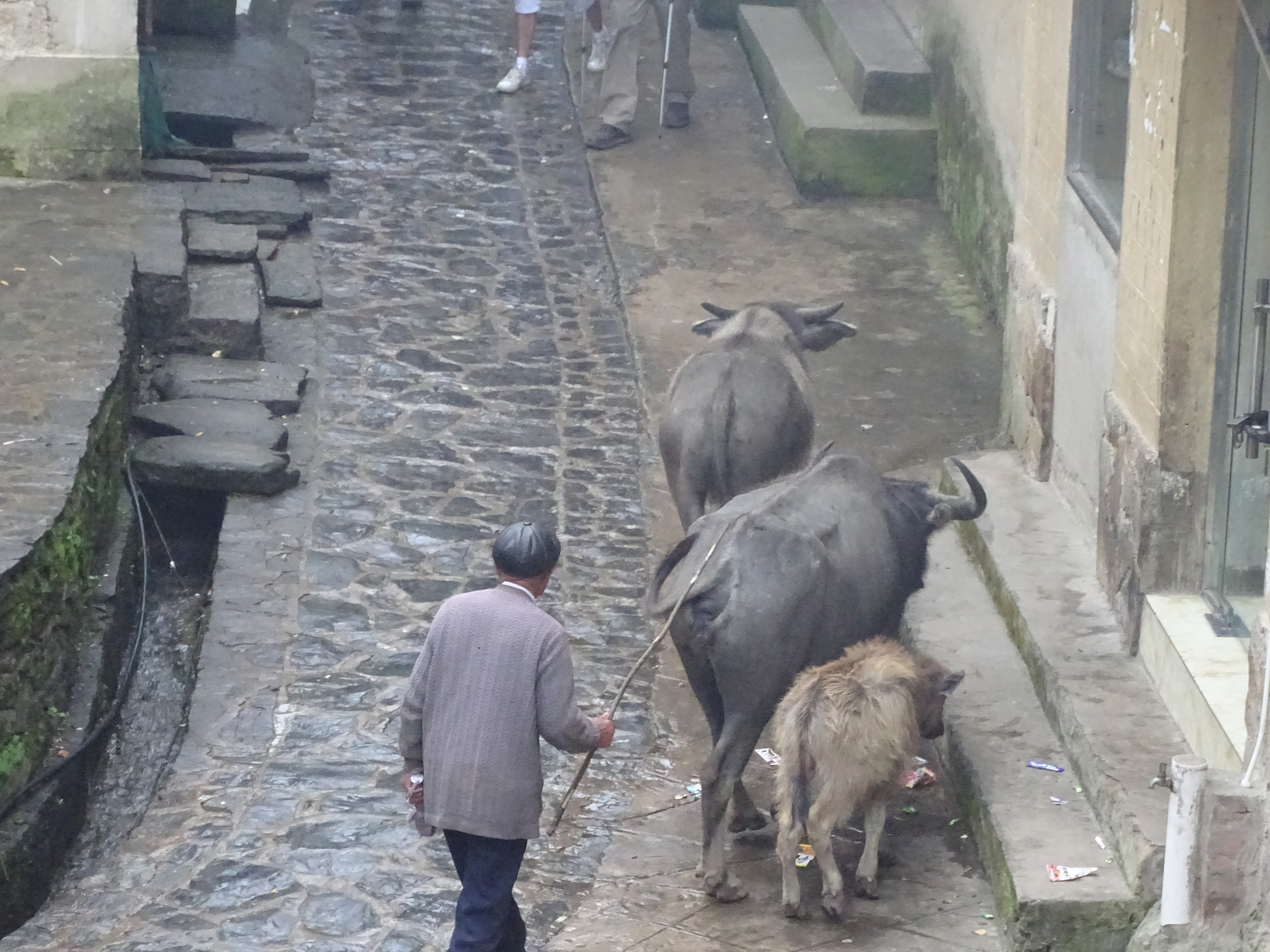 Fermier amenant les buffles dans les rizières