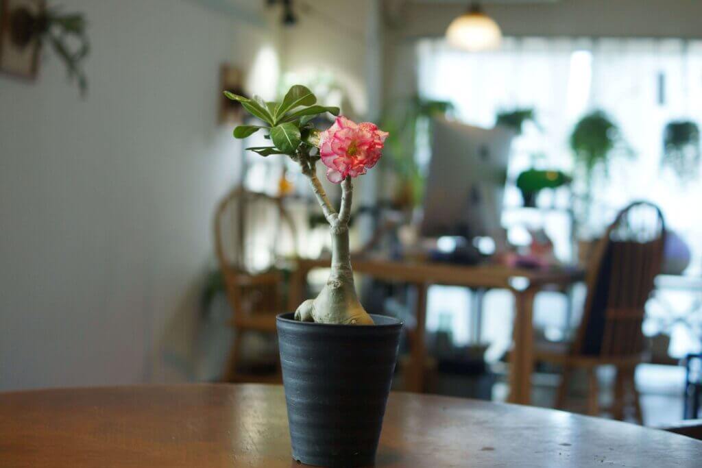 アデニウム 砂漠の薔薇 の特徴 育て方 日常管理の方法 Elbaz Farm