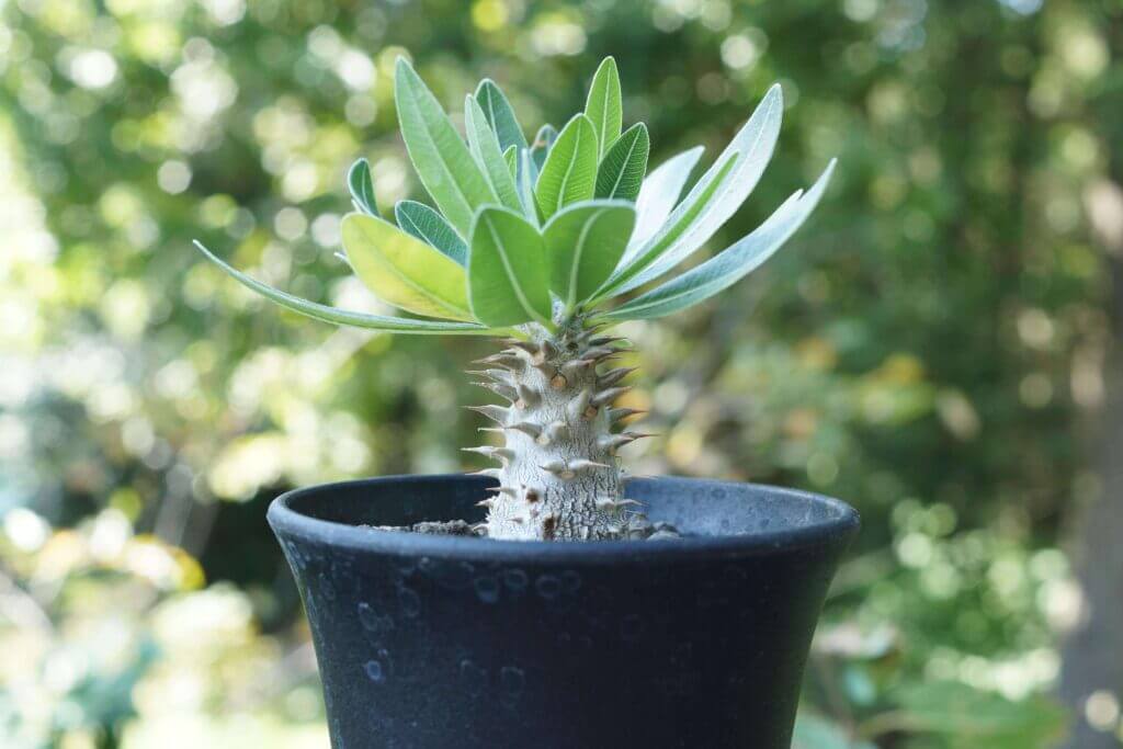 パキポディウム・マカイエンセ（Pachypodium makayense）の特徴