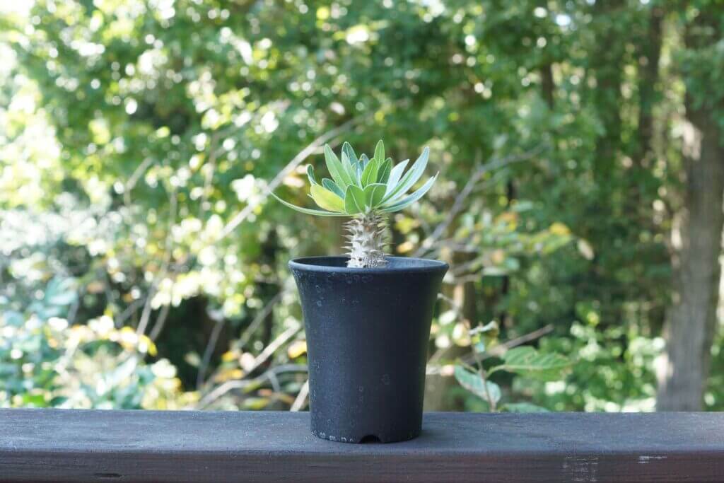 A47 パキポディウム マカイエンセ 未発根 現地株 園芸ネット本店｜[ザ