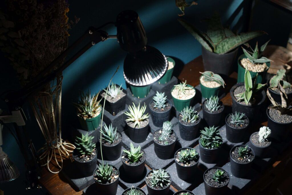 ハオルチアのLED（室内）栽培について｜必要な明るさ、LEDの選び方