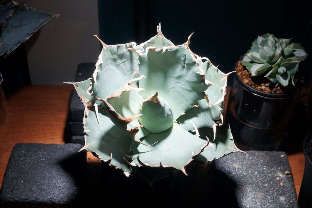⭐︎点灯確認済⭐︎MORSEN LED植物育成ライト 8個セット LIGHTVA-min.jpg?resize=1024,