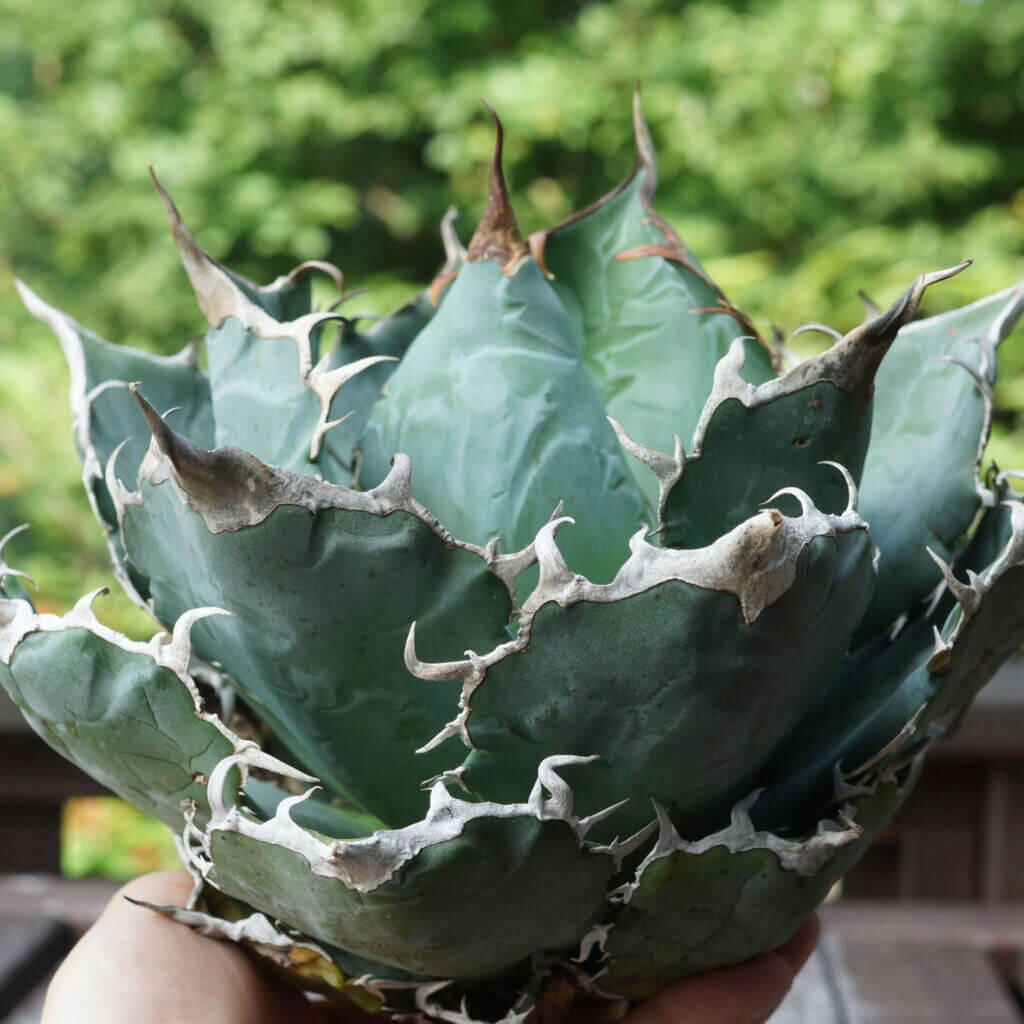 アガベ チタノタ 才ア八力実生A6⁄超強鋸歯⁄発根済み