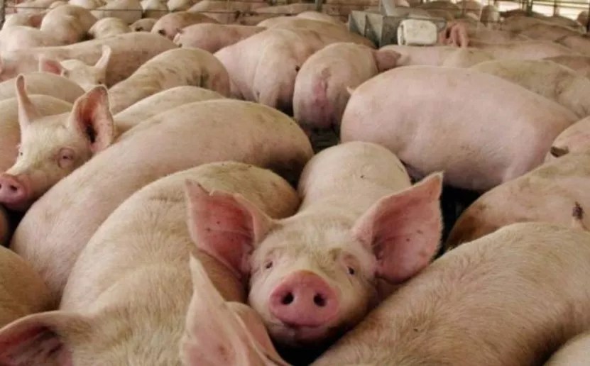 Suministro de carne de cerdo no se verá afectado por la peste porcina, asegura Asociación de Granjas