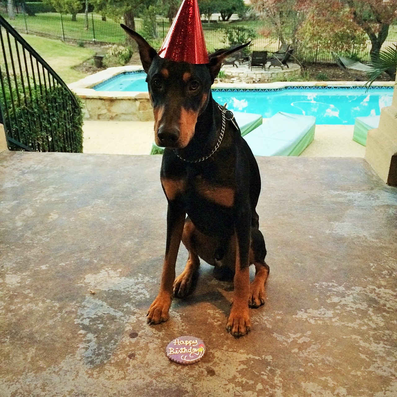 dog birthday | El Dogerino