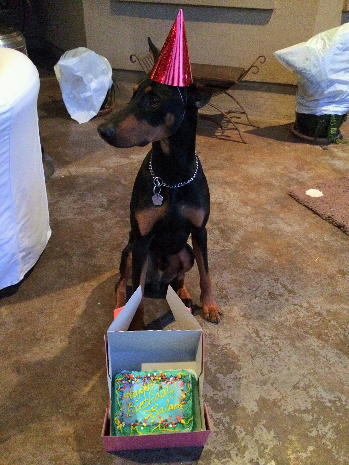dog birthday | El Dogerino