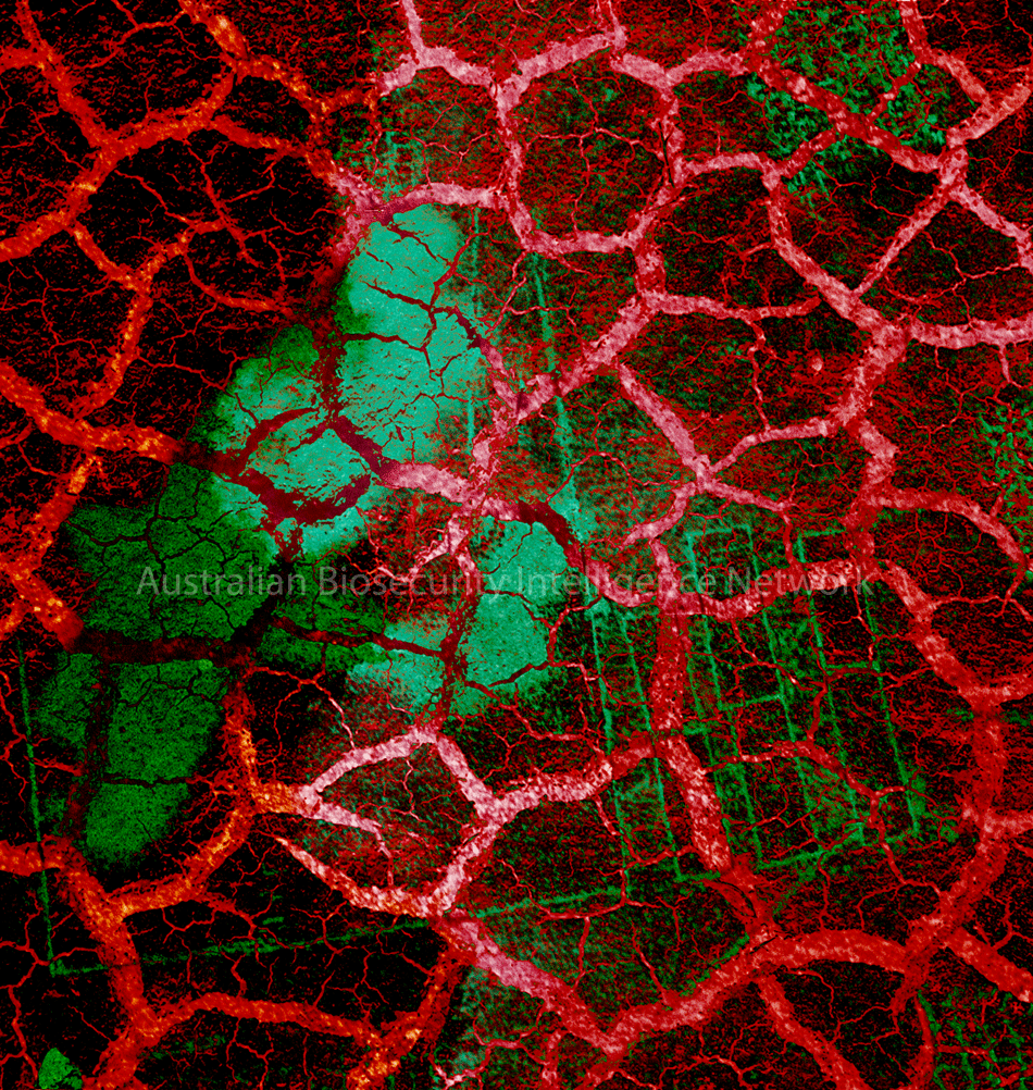 'Crack' Image by Eleanor Gates-Stuart for the Australian Biosecurity Intelligence Network © ABIN / CSIRO