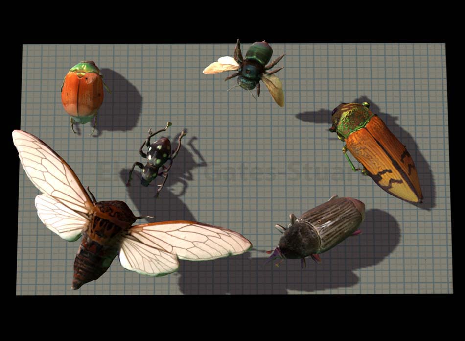 '20x20' Insect Collection by Eleanor Gates-Stuart