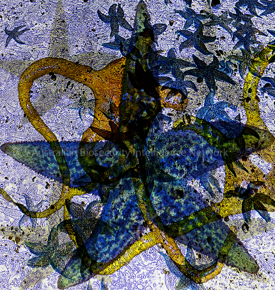 'Starfish' Image by Eleanor Gates-Stuart for the Australian Biosecurity Intelligence Network © ABIN / CSIRO