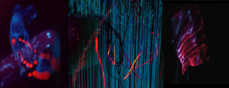 Investigation: Deep Ocean Organisms - IMPel Immersive Lab Exploratory Workshop