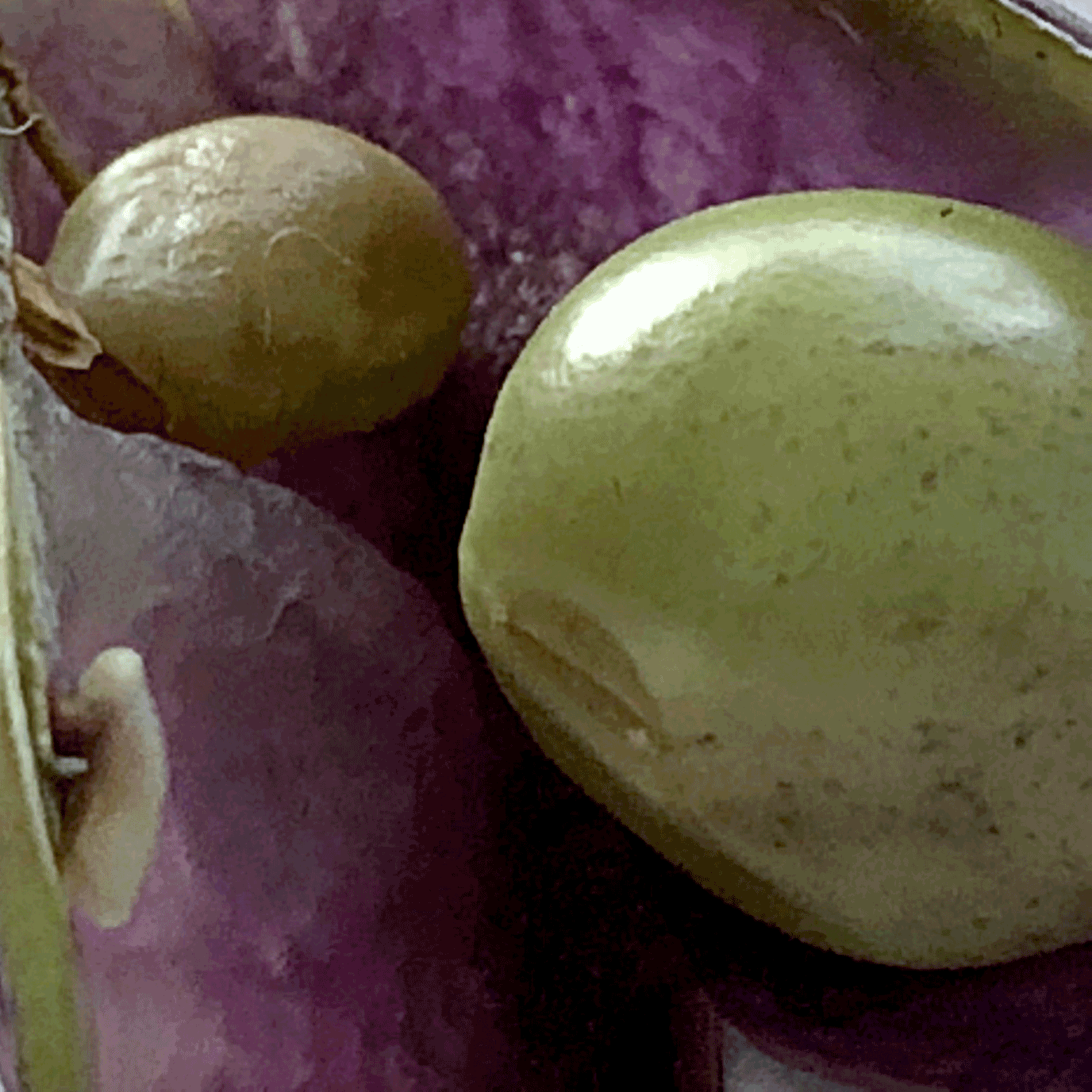 Sweetness - StudioLab eleanorgatestuart