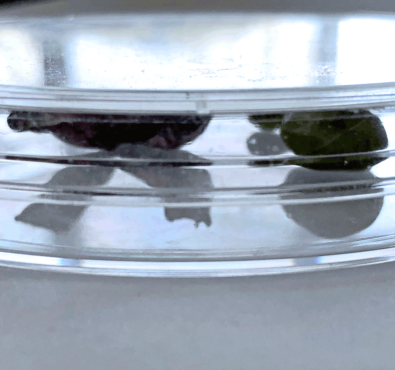 Nurturing the crop - StudioLab eleanorgatestuart