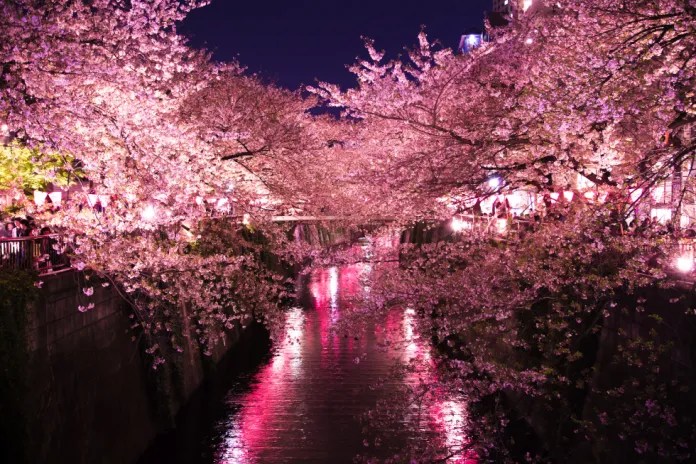 Sakura in fiore: è tempo di Hanami!