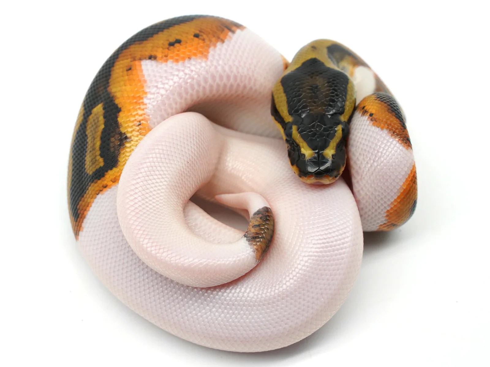 Ball Pythons Electricblack