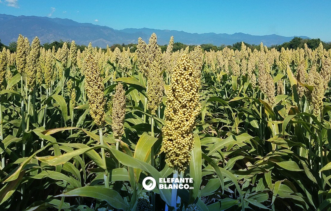 Tamaulipas apuesta al sorgo blanco ante bajos precios del rojo