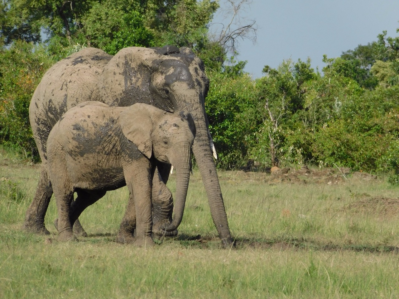 Elephanatics Foundation - Free elephant conservation lesson plans, toolkits for teachers, and persuasive essay resources.