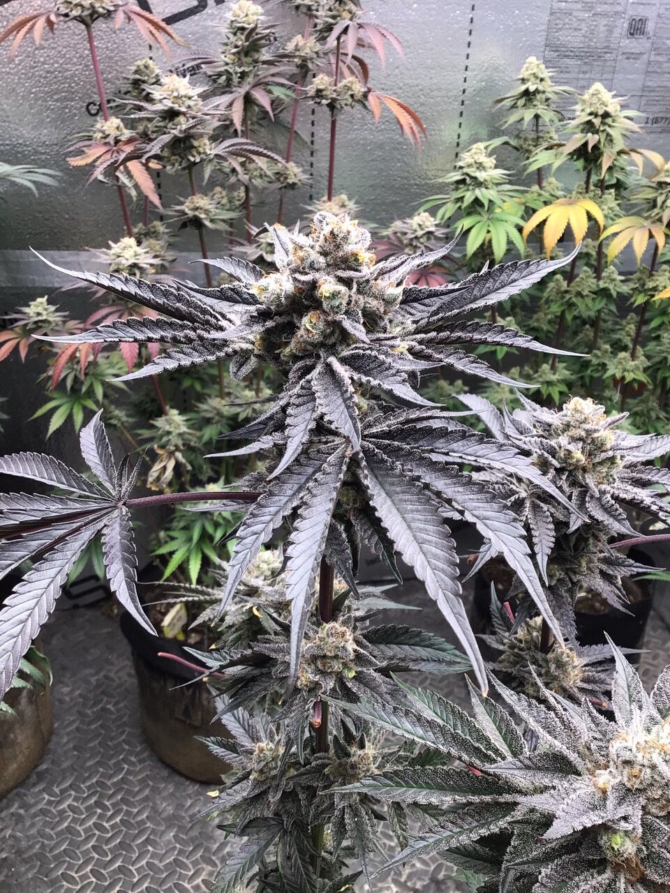 Johnny Appleseed - Elev8 Seeds