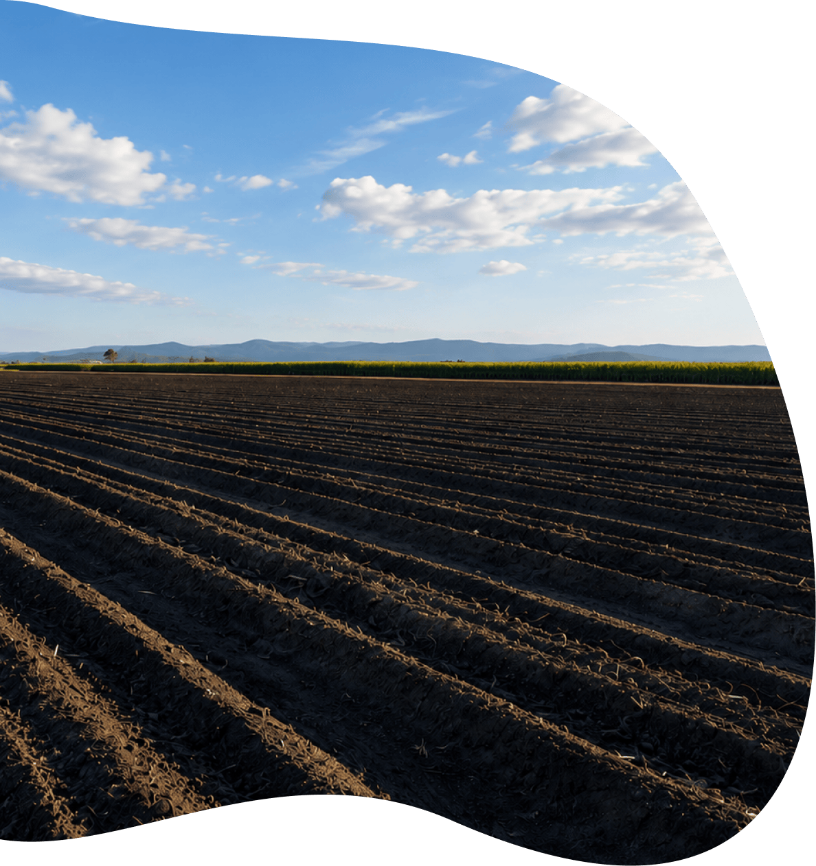 Agricultural field with rows of cultivated soil