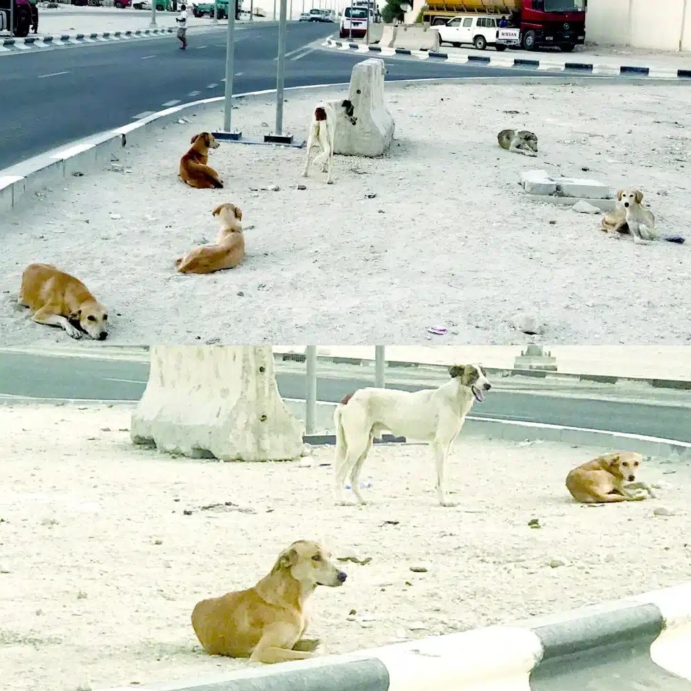 إنشاء مأوى للكلاب الضالة بالعاشر من رمضان