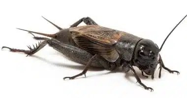 جريمة قتل في نيو مكسيكو بسبب رسالة من صرصور