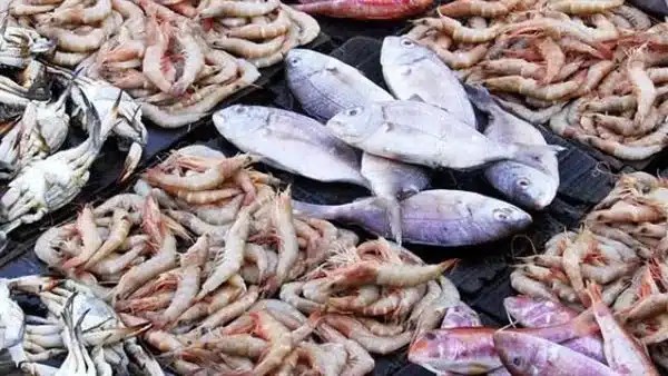 استقرار أسعار الأسماك في الأسواق اليوم
