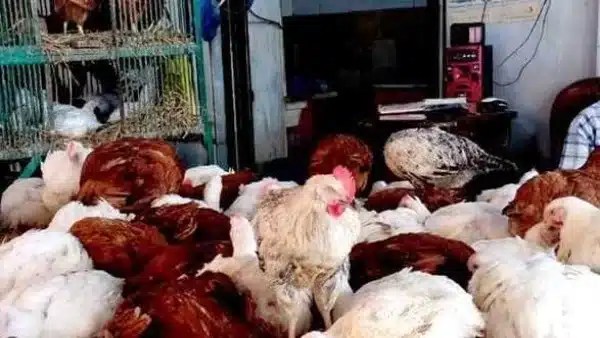 استقرار أسعار الدواجن في أسوان اليوم 13 نوفمبر 2025