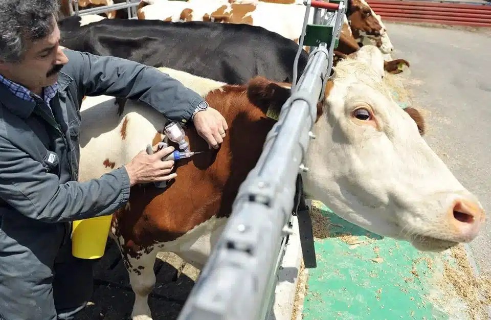 مستجدات الحمى القلاعية في كفر الشيخ