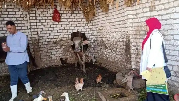 حملة تحصين موسعة في سوهاج لحماية الثروة الحيوانية