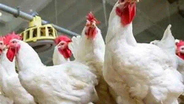 تراجع ملحوظ لأسعار الدواجن في 14 نوفمبر 2025