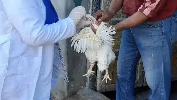 مبادرة لدعم صناعة الدواجن في دمياط