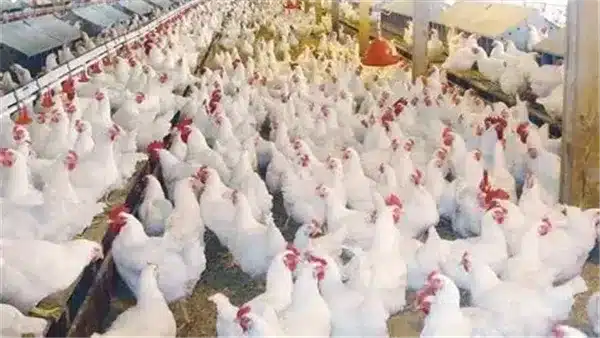 أسعار الفراخ البيضاء اليوم في المزرعة