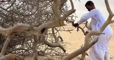 الحطب سر البقاء في حلايب وشلاتين