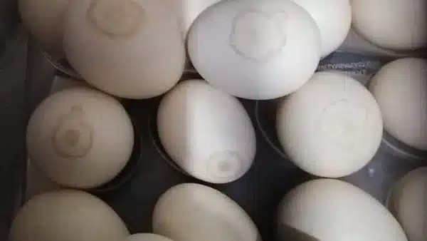 تحذير من غسل البيض قبل تخزينه في الثلاجة