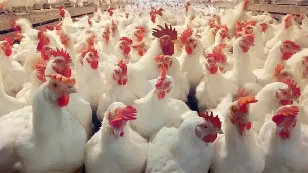 تراجع أسعار الدواجن اليوم في الأسواق