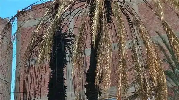 السيطرة على حريق بسبب الألعاب النارية في السويس