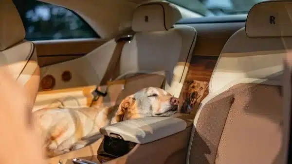 Spectre Bailey: أول كلب يمتلك رولز رويس