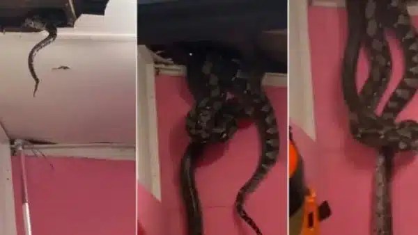 ثعبان ضخم يقتحم منزل في ماليزيا