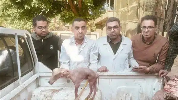 حملة بيطرية تضبط ذبيحة جاموس غير صالحة للاستهلاك