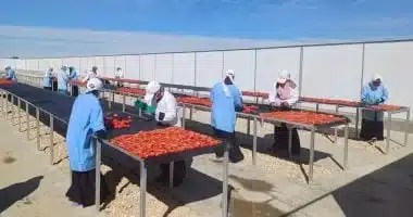 مشروعات تنموية جديدة في الأقصر لدعم الزراعة والصناعة