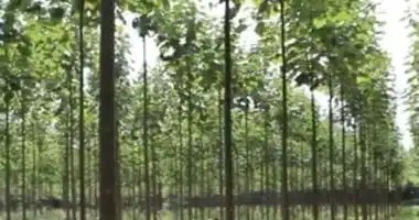 فوائد زراعة شجرة الباولونيا في أطراف المدن